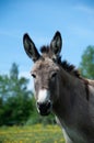 Nice donkey portrait Royalty Free Stock Photo