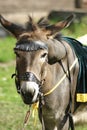 A beautiful donkey under the saddle. Royalty Free Stock Photo