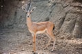 A Beautiful Dorcas Gazelle looking at camera Royalty Free Stock Photo