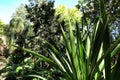 Doryanthes Palmeri specimen in the garden Royalty Free Stock Photo