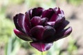 A beautiful double dark tulip