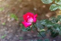 Beautiful Double Delight rose flower on blurry background of evergreens. Selective focus. white-pink rose cakes Double Delight Royalty Free Stock Photo