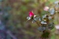 Beautiful Double Delight rose flower on blurry background of evergreens. Selective focus. white-pink rose cakes Double Delight Royalty Free Stock Photo