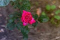 Beautiful Double Delight rose flower on blurry background of evergreens. Selective focus. white-pink rose cakes Double Delight Royalty Free Stock Photo