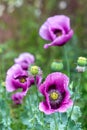 The beautiful double flowers of a giant purple poppy also known as Papaver somniferum or Opium Poppy