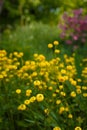 Beautiful Double Meadow Buttercup with bright yellow golden flowers on spring flowerbed Royalty Free Stock Photo