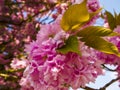 Double ornamental Cherry blossom in an English garden