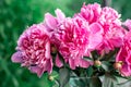 Beautiful double pink peony in glass transparent vase outdoor with beautiful background in a summer. Royalty Free Stock Photo