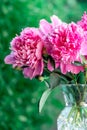 Beautiful double pink peony in glass transparent vase outdoor with beautiful background in a summer. Royalty Free Stock Photo