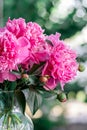 Beautiful double pink peony in glass transparent vase outdoor with beautiful background in a summer. Royalty Free Stock Photo