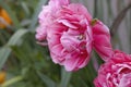 Double pink tulip