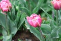 Beautiful Double Ruffled Pink Tulip After the Rain Royalty Free Stock Photo