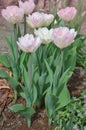 Beautiful double soft pink tulip Angelique Royalty Free Stock Photo