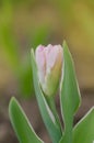 Beautiful double soft pink tulip Angelique Royalty Free Stock Photo