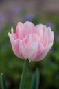 Beautiful double soft pink tulip Drumline Royalty Free Stock Photo