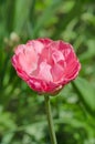 Beautiful double soft pink tulip Drumline Royalty Free Stock Photo