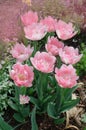 Beautiful double soft pink tulip Mariage