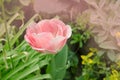 Beautiful double soft pink tulip Mariage Royalty Free Stock Photo