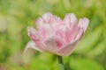 Beautiful double soft pink tulip Mariage