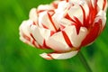 Beautiful double tulip close up