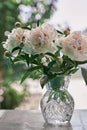 Beautiful double white peony in glass transparent vase outdoor with beautiful background in a summer. Royalty Free Stock Photo