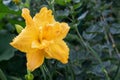 Beautiful double yellow flower of daylily variety Hemerocallis Enchanted Forest. Blooming spring flowers in the garden Royalty Free Stock Photo