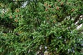 Beautiful Douglas fir Pseudotsuga menziesii branches with lot of ripe cones in Massandra park, Crimea. Royalty Free Stock Photo