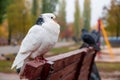 Beautiful dove animal pegeon park. head grey