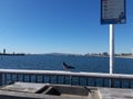 Beautiful dove on the background of the sea. A dove sits on the fence near the sea. Background. Pigeon on the fence