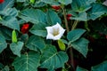 Beautiful downy thorn apple,Datura innoxia with white flower Royalty Free Stock Photo