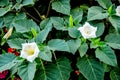 Beautiful downy thorn apple,Datura innoxia with white flower Royalty Free Stock Photo