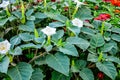 Beautiful downy thorn apple,Datura innoxia with white flower Royalty Free Stock Photo