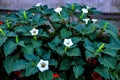 Beautiful downy thorn apple,Datura innoxia with white flower Royalty Free Stock Photo