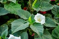 Beautiful downy thorn apple,Datura innoxia with white flower Royalty Free Stock Photo