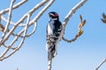 Downy Woodpecker in a tree in St. Vrain State Park, Colorado Royalty Free Stock Photo