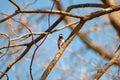 Downy Woodpecker perched on a tree branch in winter Royalty Free Stock Photo