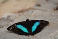 Beautiful Doxocopa laurentia butterfly