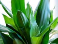 Dracena Fragrans green leaves close up