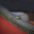 Beautiful dragon fly resting on canoe gunwale Royalty Free Stock Photo