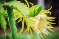 Beautiful dragon fruit flower is blooming with young green dragon fruit bud on tree. Organic raw green dragon fruit flower