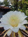 Beautiful dragon fruit flower in morning