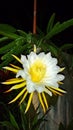 beautiful dragon fruit flowers bloom at night Royalty Free Stock Photo