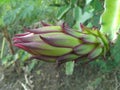 beautiful dragon fruit flowers Royalty Free Stock Photo