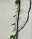 Beautiful dragon tree climb on the wall