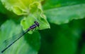 Beautiful dragonflies are attached to the green leaves in the na