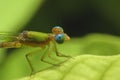 Beautiful dragonflies are attached to the green leaves in the natural garden