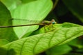 Beautiful dragonflies are attached to the green leaves in the natural garden