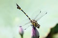 Beautiful Dragonfly