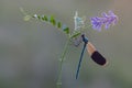 Beautiful dragonfly Calopteryx splendens on the flower