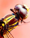 Beautiful Dragonfly close view with 30x zoom Royalty Free Stock Photo